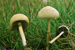 Kleefsteel stropharia Psilocybe semiglobata 2